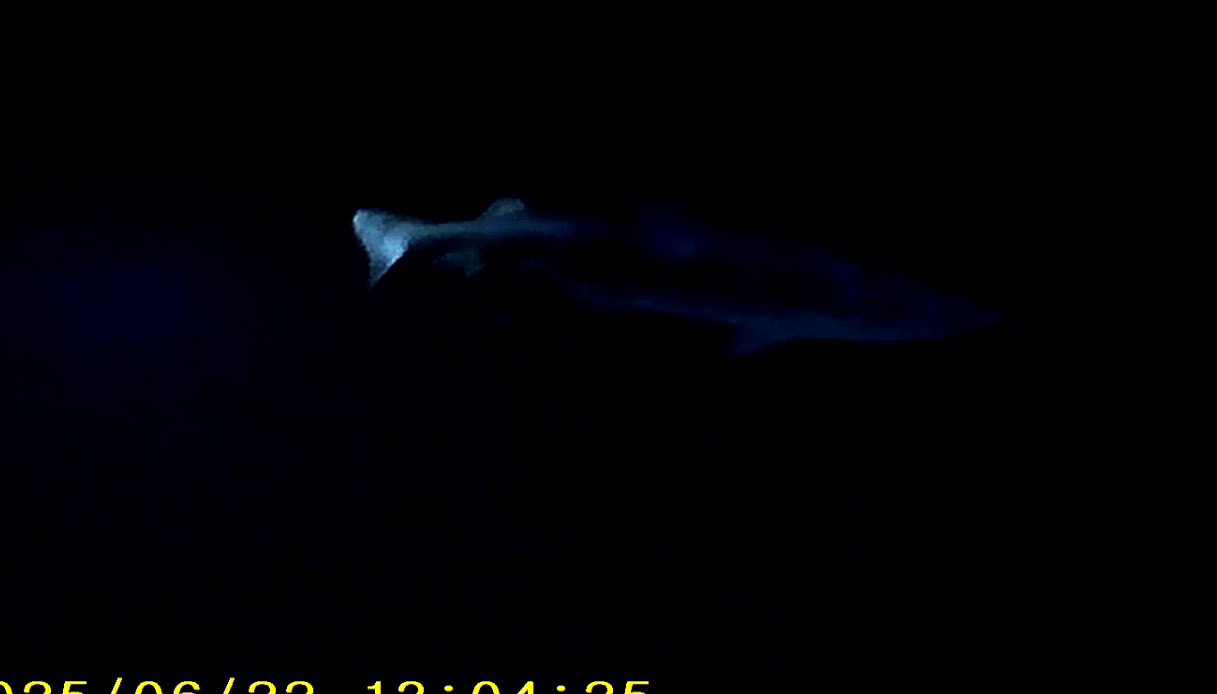 some shark i saw in georgia... fish of placeholding for now i guess